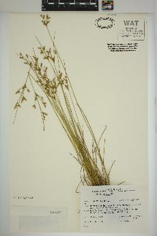 spécimen de Juncus tenuis