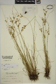 spécimen de Juncus tenuis