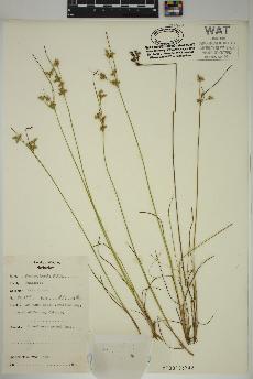 spécimen de Juncus tenuis