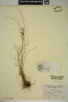 spécimen de Juncus tenuis