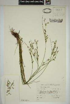 spécimen de Juncus tenuis