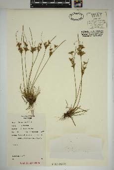 spécimen de Juncus tenuis