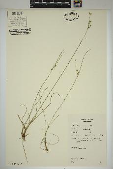 spécimen de Juncus tenuis