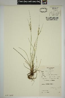 spécimen de Juncus tenuis