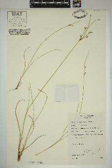 spécimen de Juncus tenuis