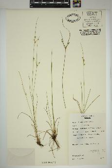 spécimen de Juncus tenuis