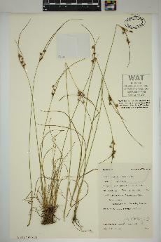 spécimen de Juncus tenuis