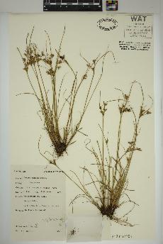 spécimen de Juncus tenuis