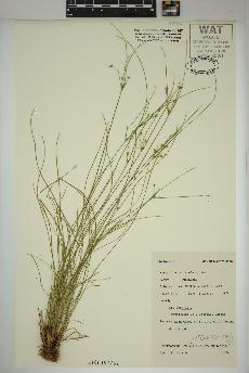 spécimen de Juncus tenuis