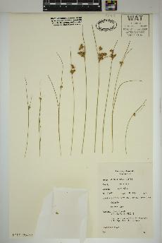 spécimen de Juncus tenuis