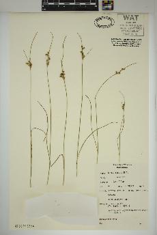 spécimen de Juncus tenuis