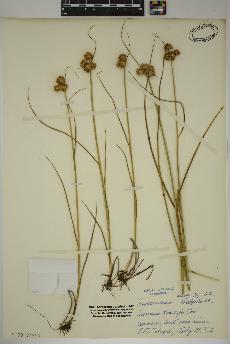spécimen de Juncus torreyi