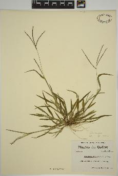 spécimen de Digitaria ischaemum