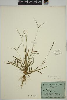spécimen de Digitaria ischaemum