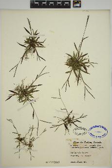 spécimen de Digitaria ischaemum
