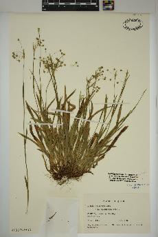 spécimen de Luzula acuminata