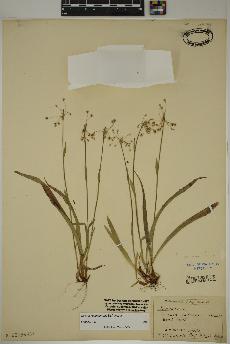 spécimen de Luzula acuminata