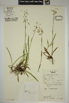 spécimen de Luzula acuminata