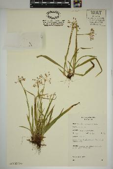 spécimen de Luzula acuminata