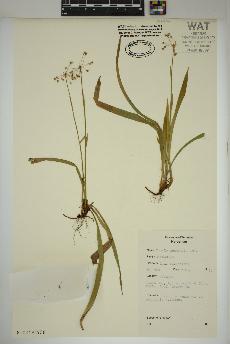 spécimen de Luzula acuminata