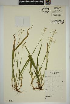 spécimen de Luzula acuminata
