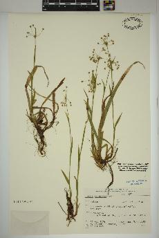 spécimen de Luzula acuminata