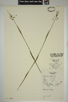 spécimen de Luzula acuminata