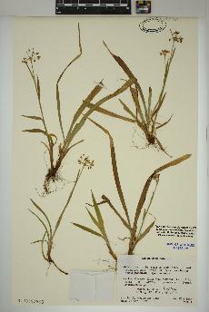 spécimen de Luzula acuminata