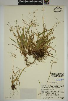 spécimen de Luzula acuminata
