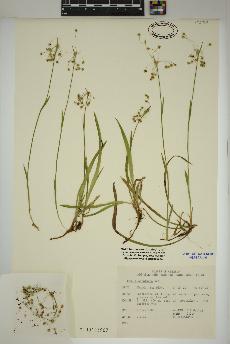 spécimen de Luzula acuminata