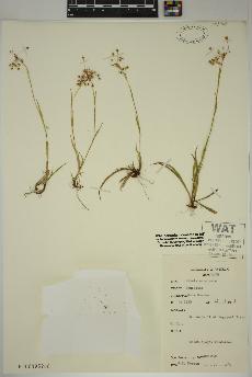 spécimen de Luzula acuminata