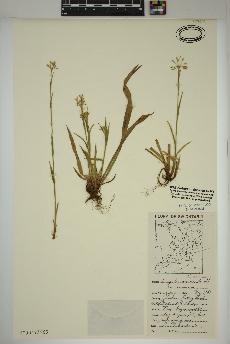 spécimen de Luzula acuminata