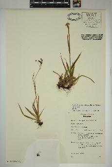 spécimen de Luzula alpinopilosa