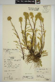 spécimen de Solidago simplex