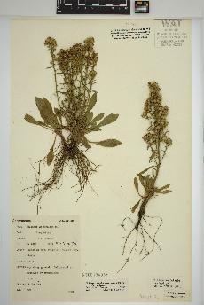 spécimen de Solidago simplex