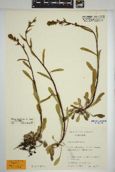 spécimen de Solidago simplex