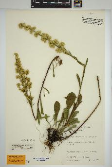 spécimen de Solidago simplex
