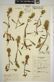 spécimen de Solidago simplex