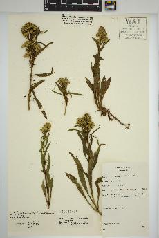 spécimen de Solidago simplex