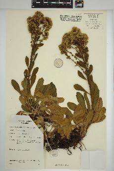 spécimen de Solidago spathulata