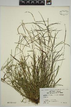 spécimen de Digitaria ischaemum