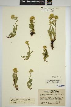 spécimen de Solidago simplex