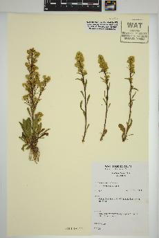 spécimen de Solidago simplex