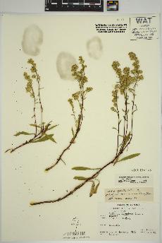 spécimen de Solidago simplex