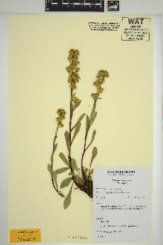 spécimen de Solidago simplex