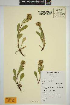 spécimen de Solidago simplex
