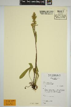 spécimen de Solidago simplex
