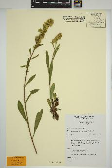 spécimen de Solidago simplex