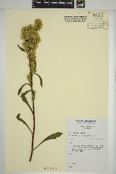 spécimen de Solidago simplex