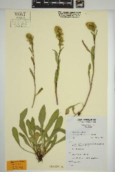 spécimen de Solidago simplex